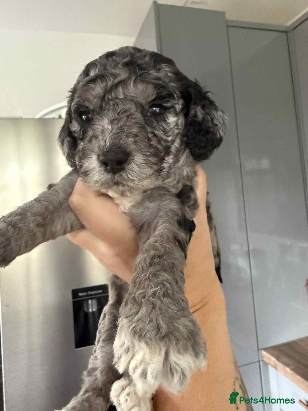 Cockapoo dogs for sale: Gorgeous cockapoo puppies  - Advert 3