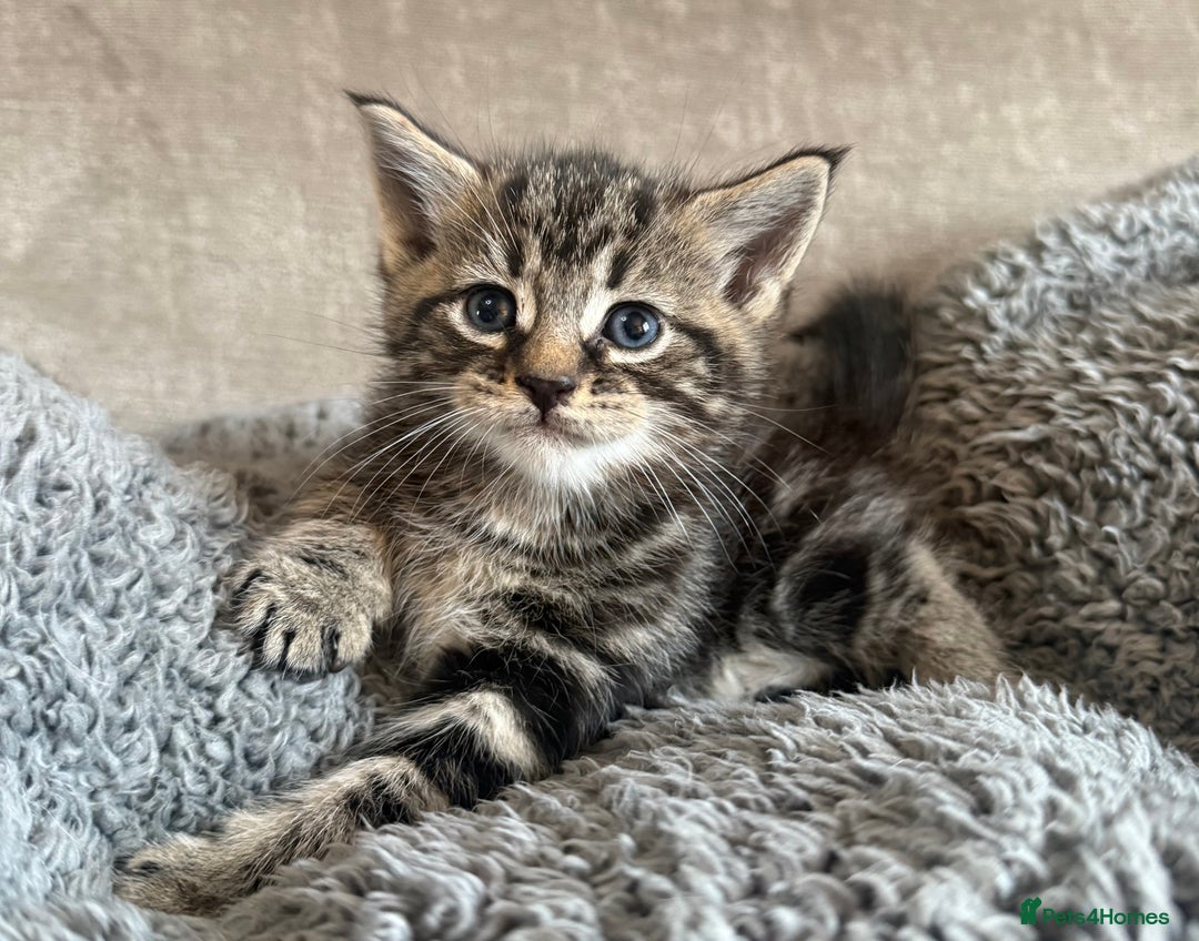 Mixed Breed cats for sale: Adorable kittens  - Advert 4