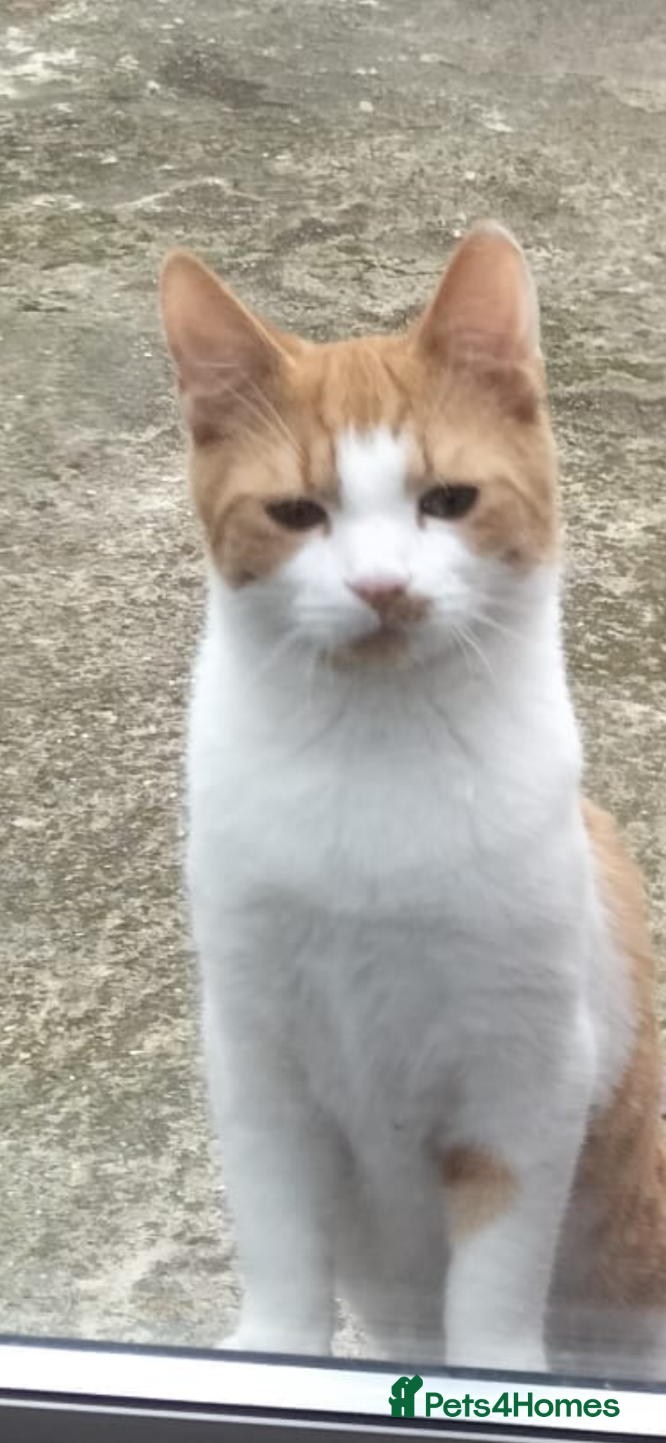 American Shorthair cats White And Ginger Cat For Sale  - Advert 1