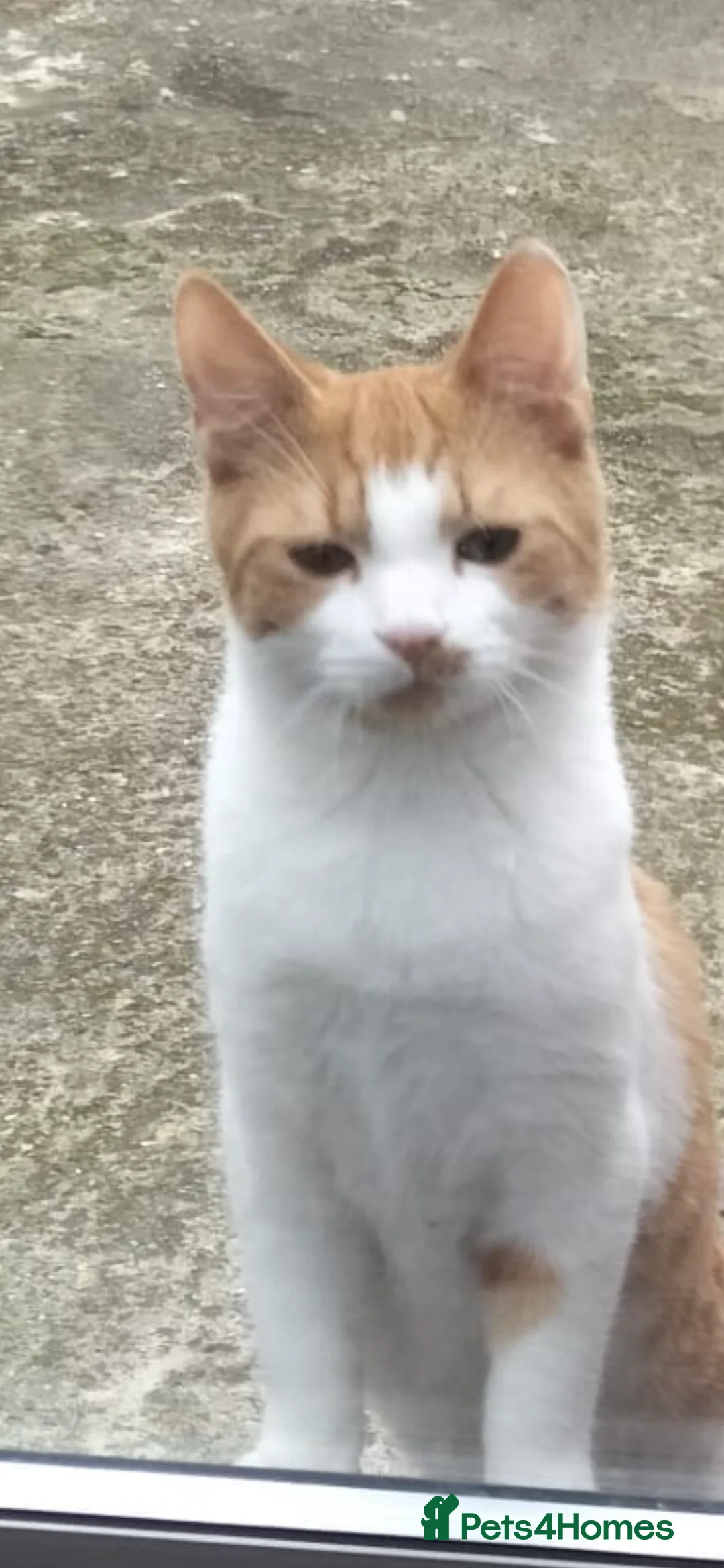 American Shorthair cats for sale: White And Ginger Cat For Sale  in Enfield - Advert 1