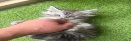 Maine Coon cats for sale: Pedigree Maine Coon kittens champion blood line - Advert 15
