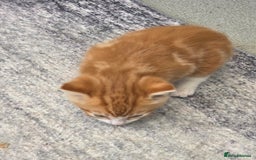 Mixed Breed cats for sale: One ginger boy and one tortie girl  - Image 3
