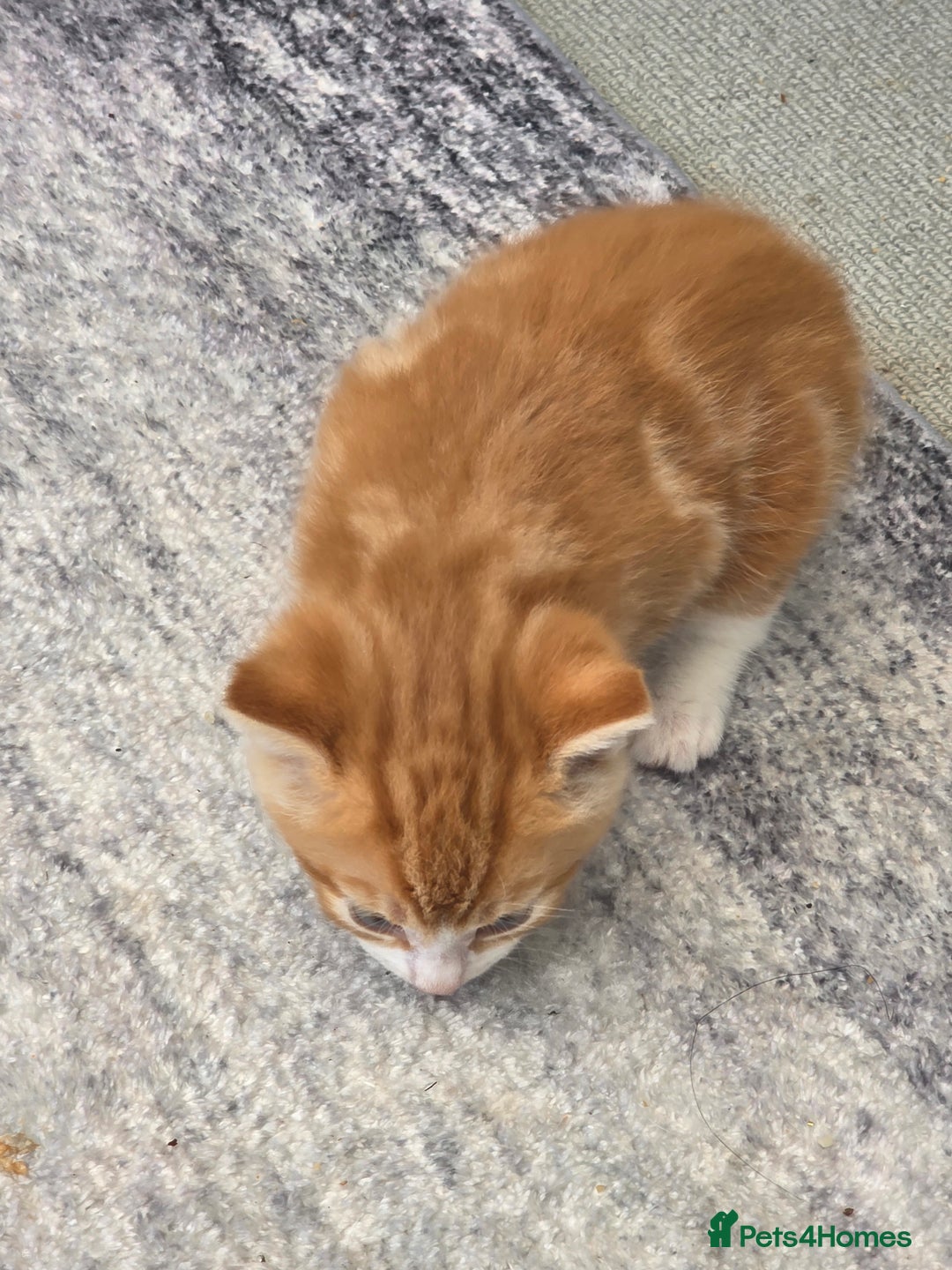 Mixed Breed cats for sale: One ginger boy and one tortie girl  - Image 3