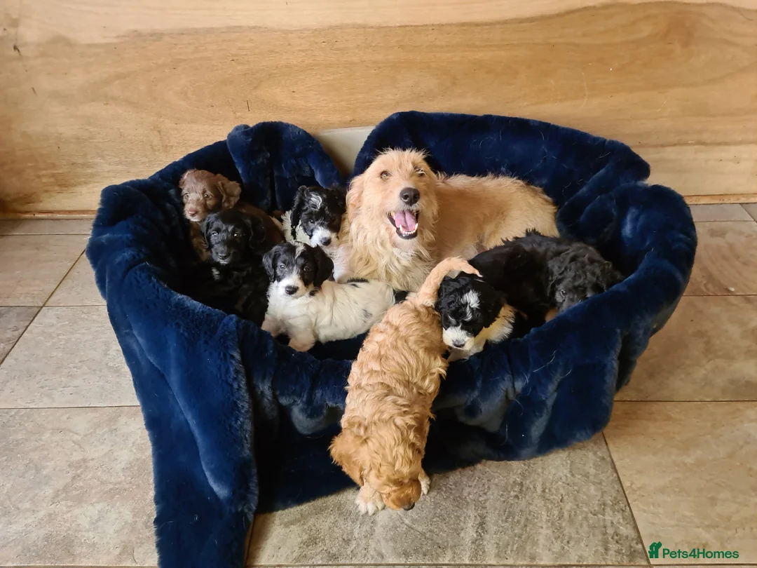 Labradoodle dogs for sale: Beautiful Miniature Labradoodle Puppies for Sale - Advert 2