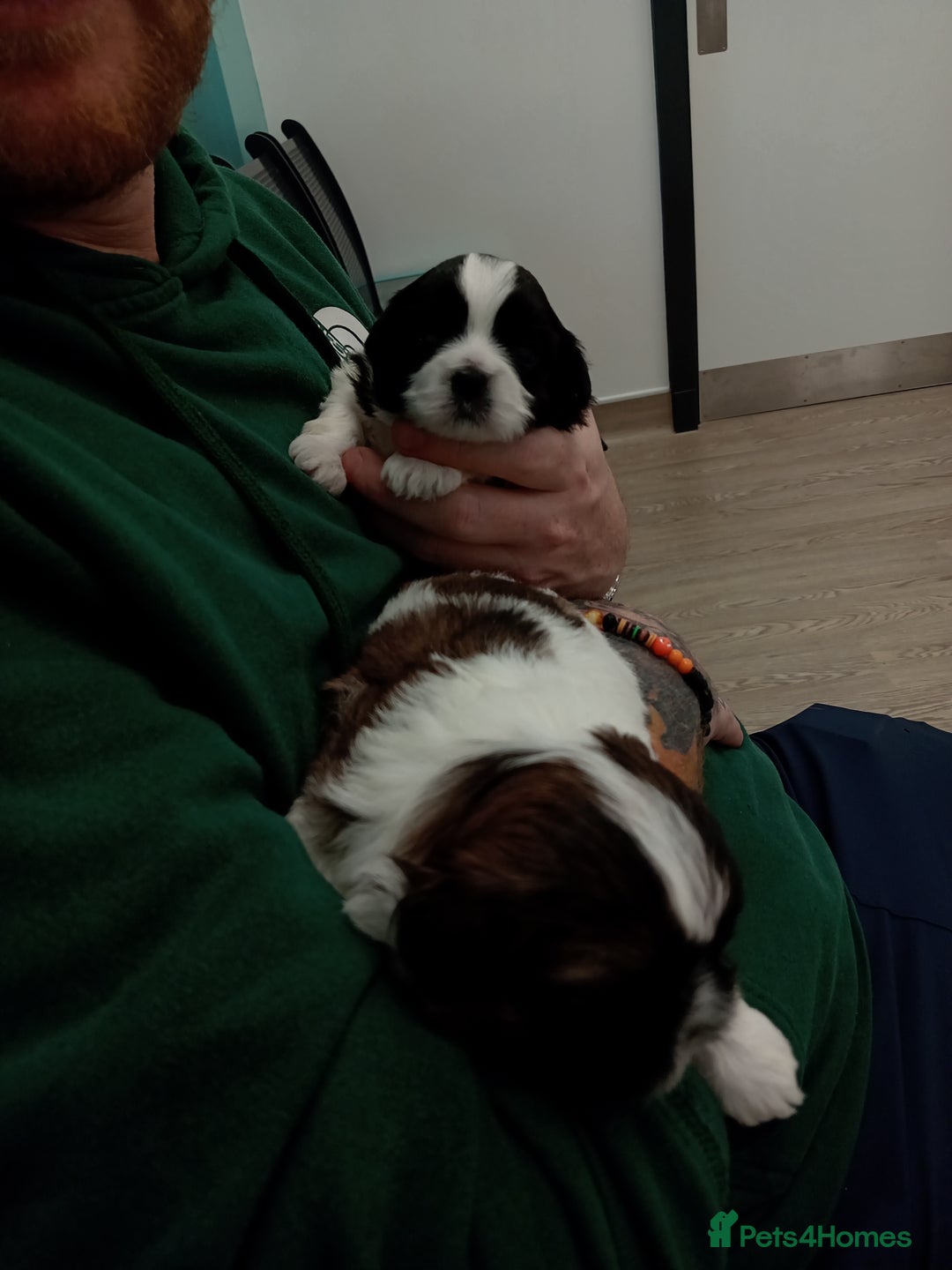 Shih Tzu dogs for sale: Female black and white shih tzu puppy  - Image 4