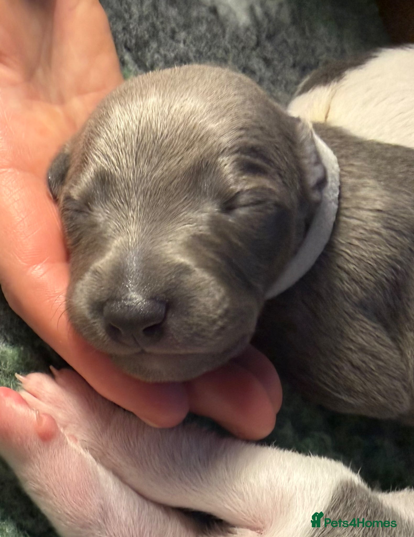 Whippet dogs QUALITY KC WHIPPET PUPPIES 🔵⚪️ - Advert 3