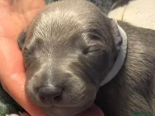 Whippet dogs QUALITY KC WHIPPET PUPPIES 🔵⚪️ - Advert 3