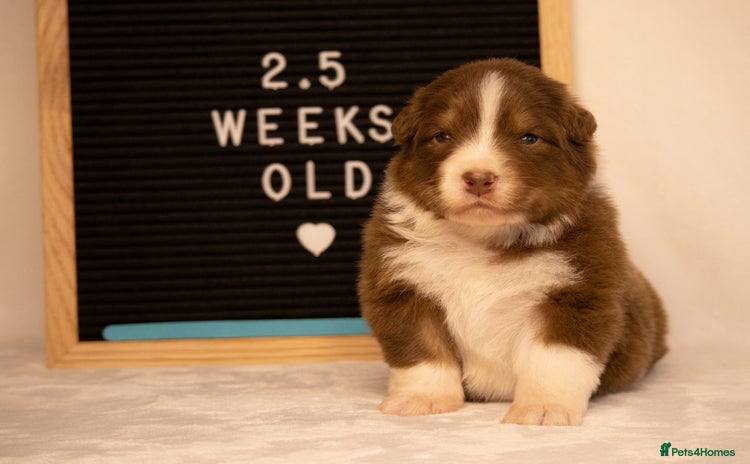 Australian Shepherd dogs - Advert 3