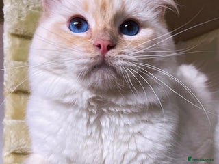 Ragdoll cats in Bridgend - Advert 41