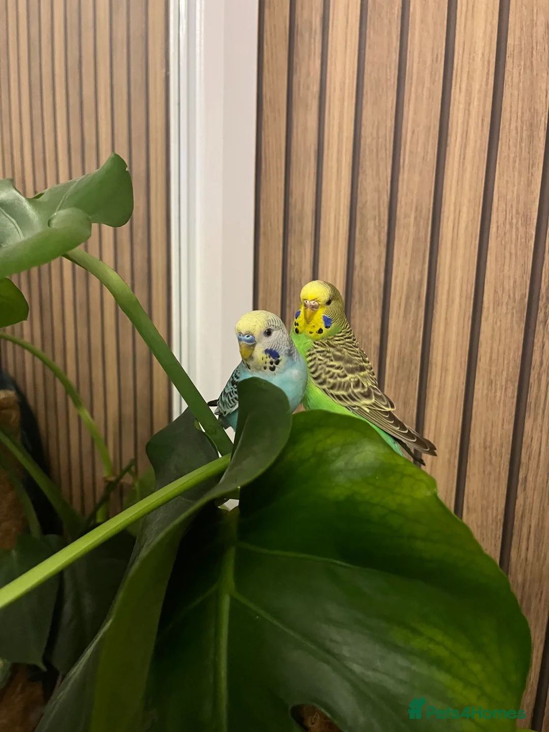 Budgerigars birds for sale: Two budgies, male and female  in Bristol - Advert 7