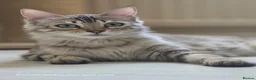 Bengal cats for sale: Rare Cashmere & Short Hair Bengals  - Advert 3