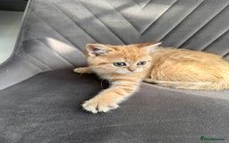 Scottish Fold cats for sale: Adorable pedigree kittens - Image 6