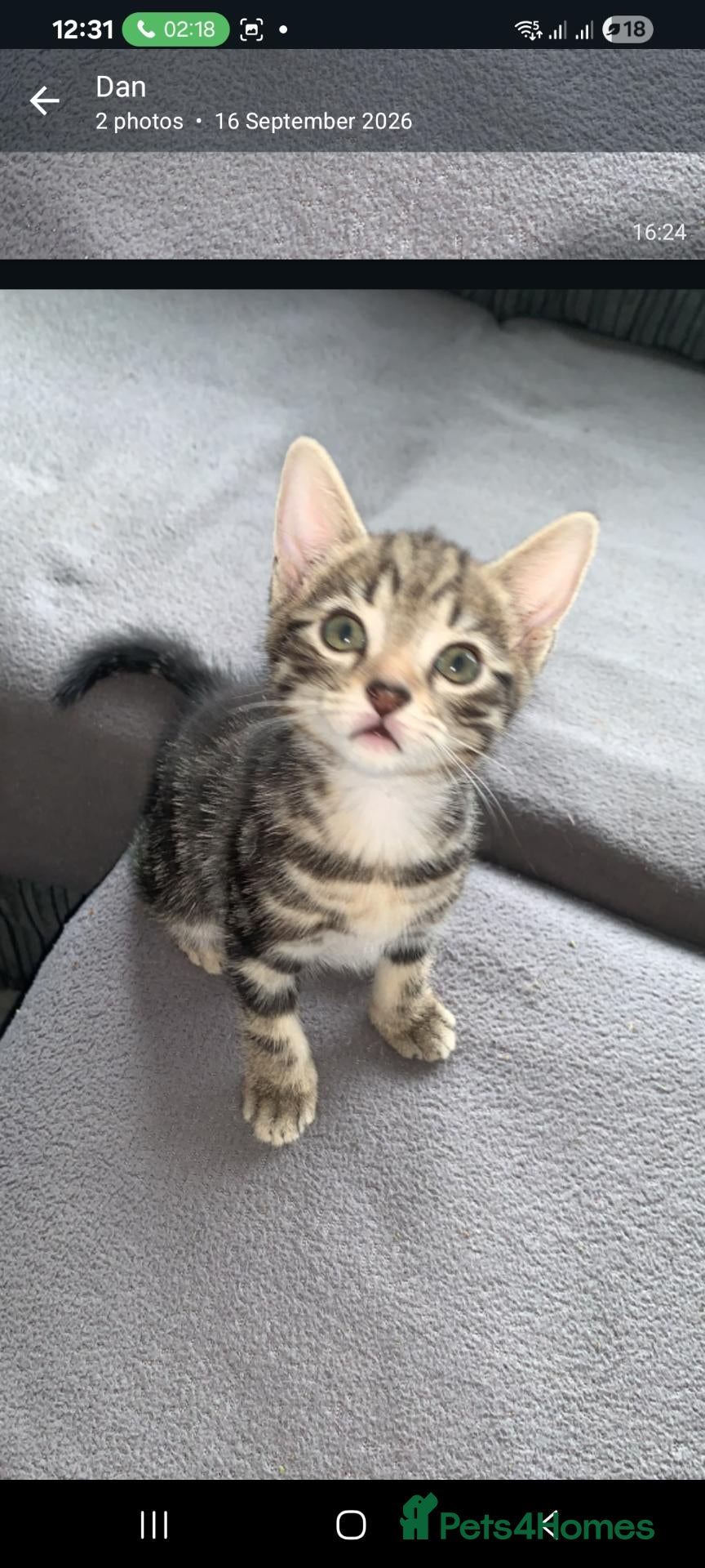 Mixed Breed cats Two beautiful kittens  - Advert 4