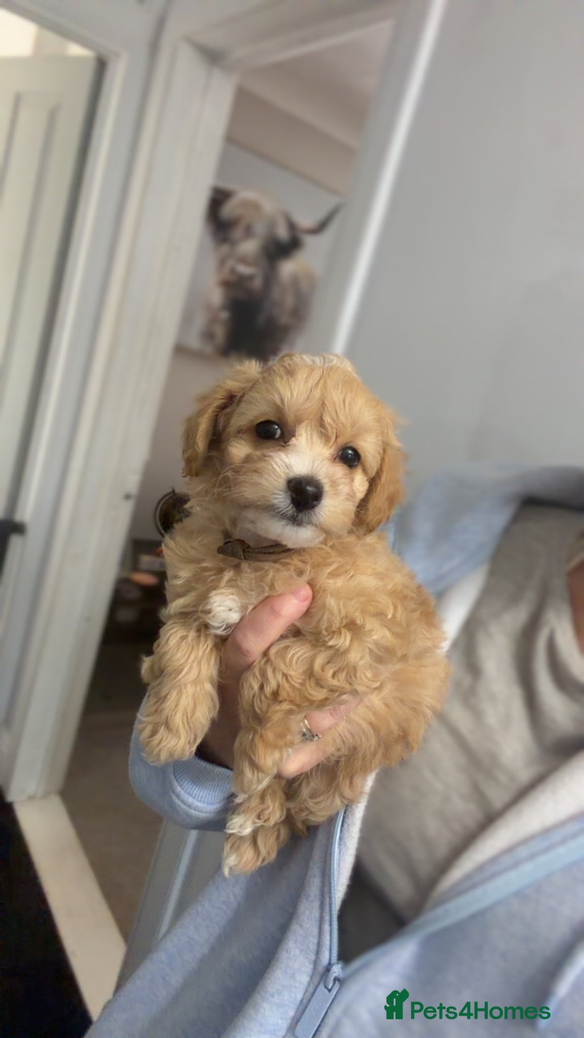 Maltipoo dogs F1 TOY maltipoos,parents dna health clear🏆blood - Advert 16