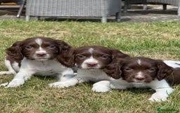 English Springer Spaniel dogs for sale: Lovely Well Bred KC English Springer Spaniels - Image 8