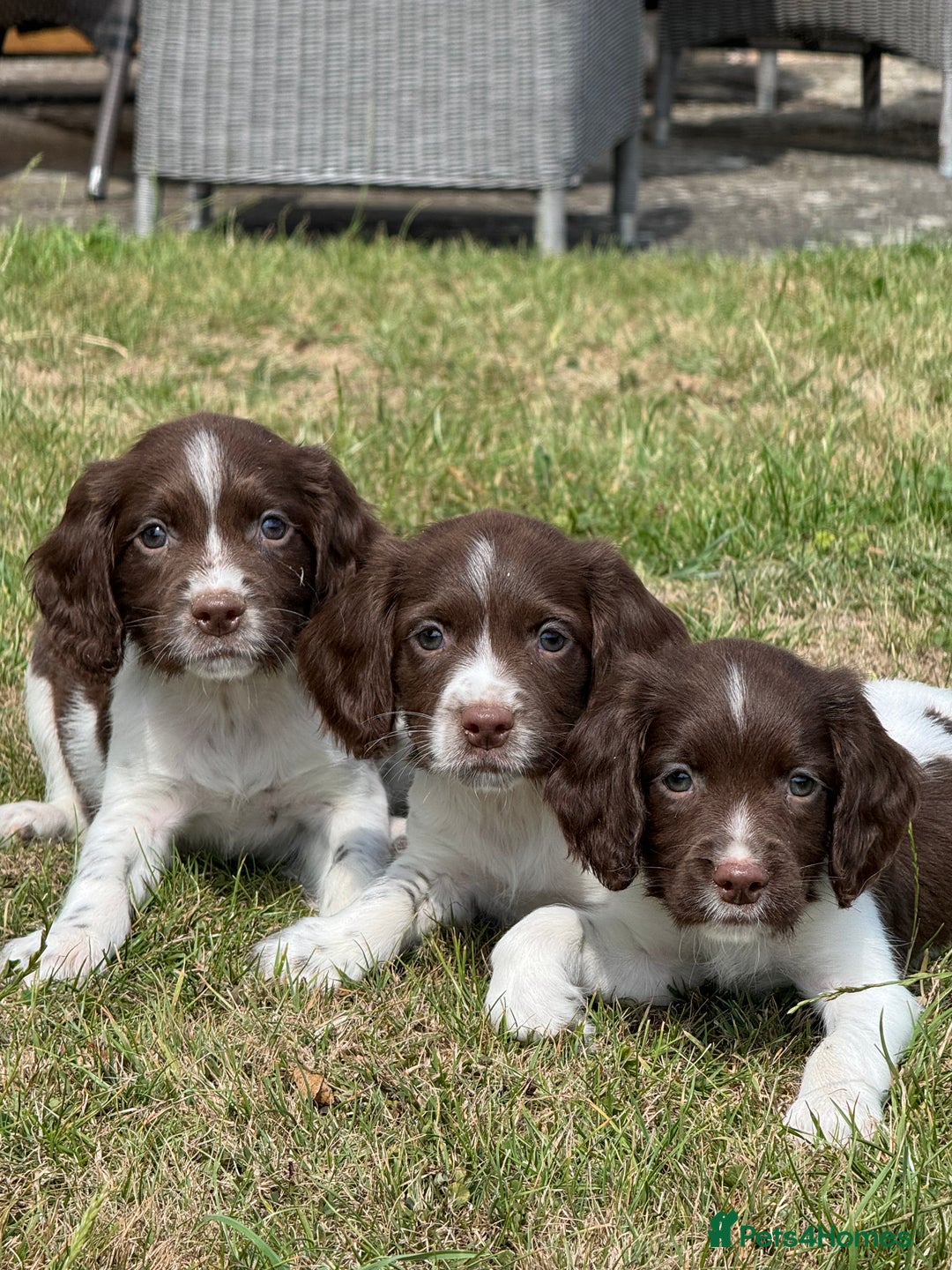 English Springer Spaniel dogs for sale: Lovely Well Bred KC English Springer Spaniels - Image 8