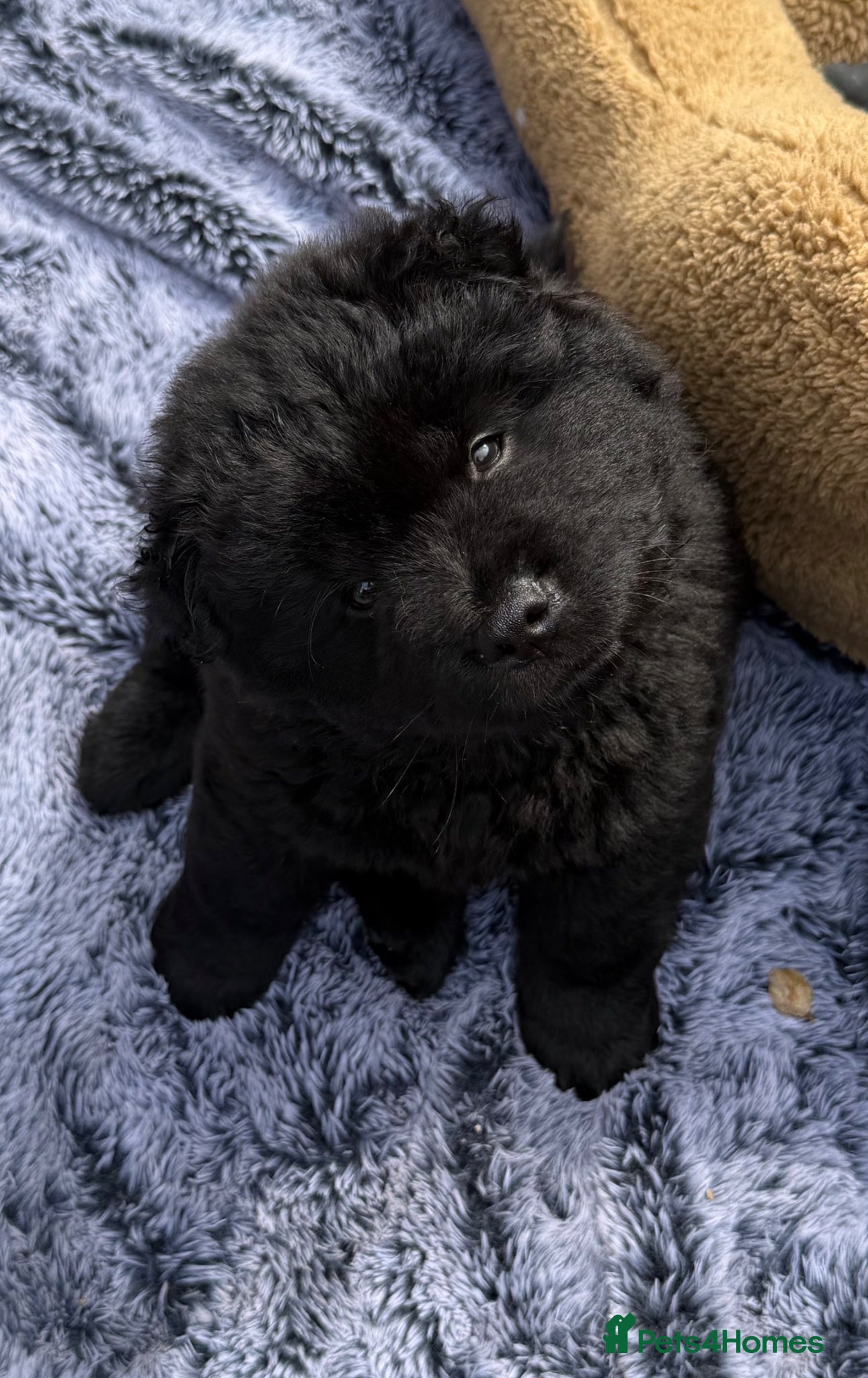 Mixed Breed dogs Gorjuss (staffyxchow) chaffy x chow pups  - Advert 17