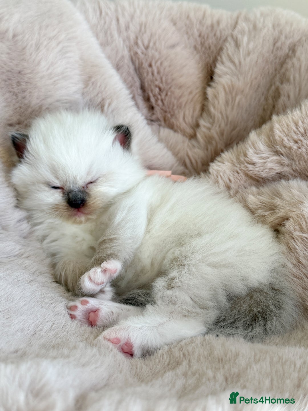 Ragdoll cats for sale: 💕 Beautiful Female Ragdoll 💕 - Advert 18