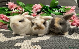 Mini Lop rabbits for sale: ⭐️ STUNNING PURE BRED MINI LOPS⭐️ - Image 1