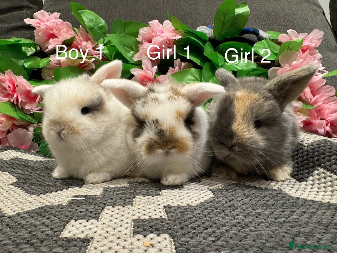 Mini Lop rabbits for sale: ⭐️ STUNNING PURE BRED MINI LOPS⭐️ - Image 1