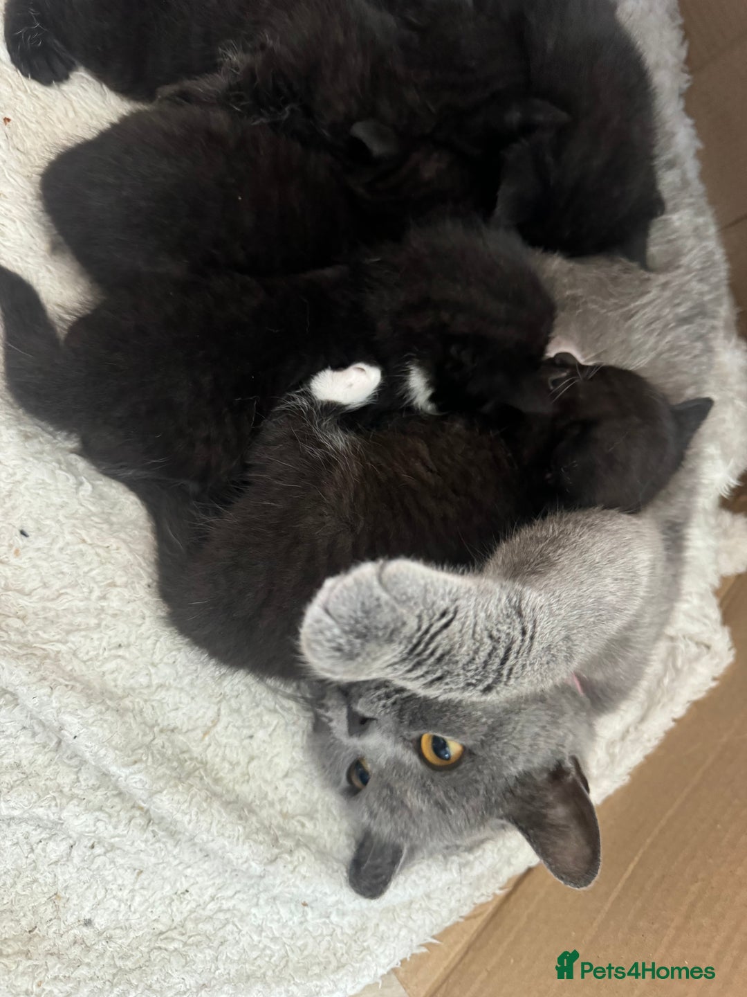 British Shorthair cats for sale: British short hair X 3/4 - Image 6
