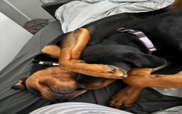 Rottweiler dogs for stud: Bruce the Rottweiler  - Image 8