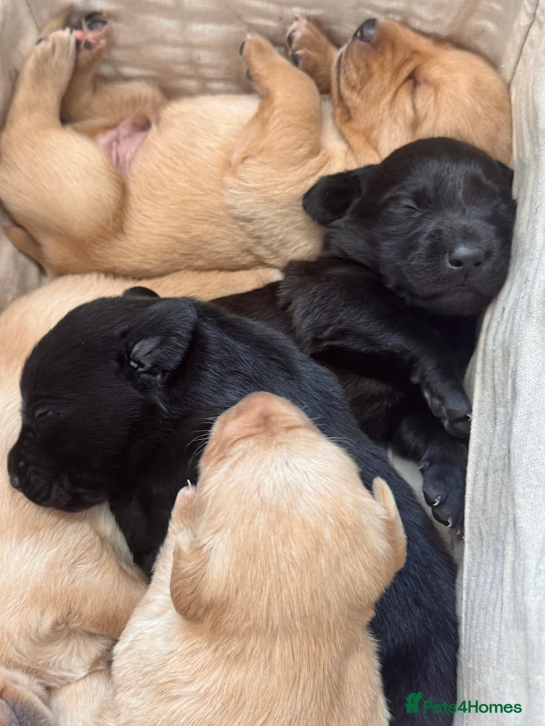 Labrador Retriever dogs for sale: Working Labrador Puppies - Advert 6