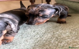Miniature Dachshund dogs for sale: Beautiful Home Reared KC Reg Mini Daschunds - Image 3