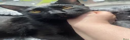 British Longhair cats for sale: Black cat  - Advert 9