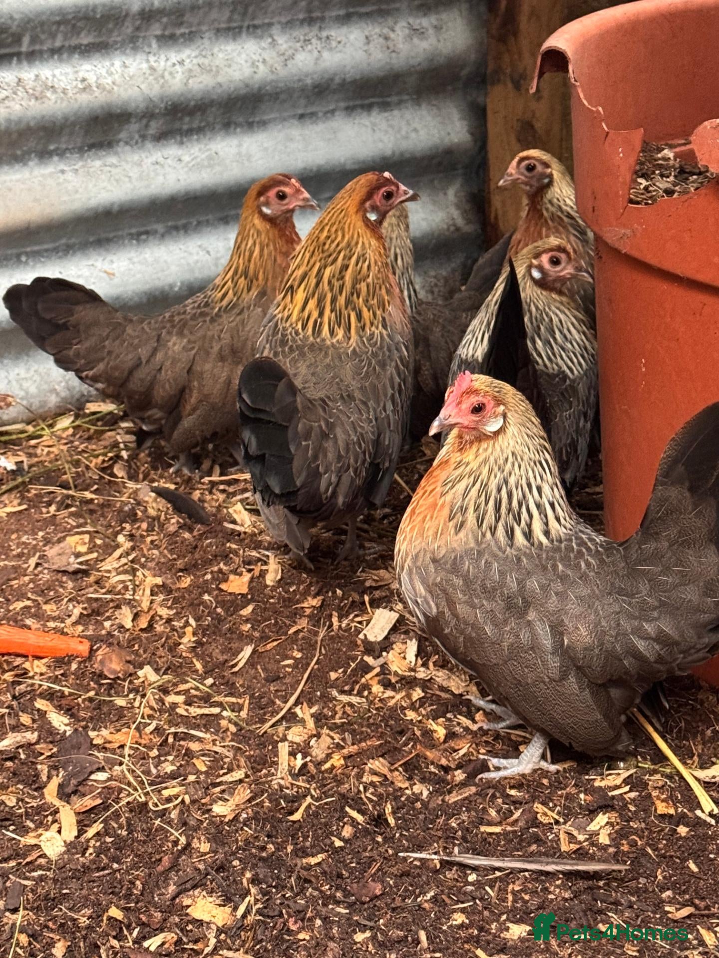Chickens poultry 7 Dutch Bantam Hens Gold & Silver Partridge  - Advert 1