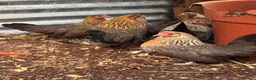 Chickens poultry for sale: 7 Dutch Bantam Hens Gold & Silver Partridge  in Ulverston - Advert 1