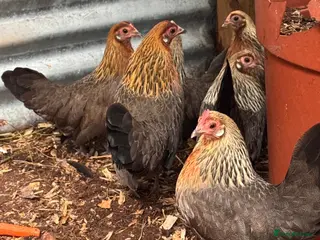 Chickens poultry 7 Dutch Bantam Hens Gold & Silver Partridge - Advert 1