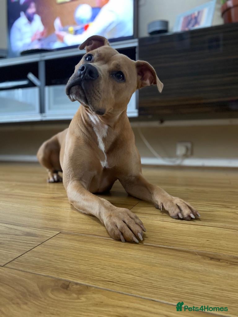 Staffordshire Bull Terrier dogs Champagne Staffordshire Terrier  - Advert 1