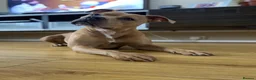 Staffordshire Bull Terrier dogs for sale: Champagne Staffordshire Terrier  - Advert 1