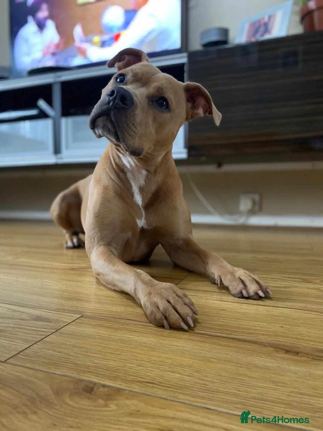 Staffordshire Bull Terrier dogs for sale: Champagne Staffordshire Terrier  - Advert 1
