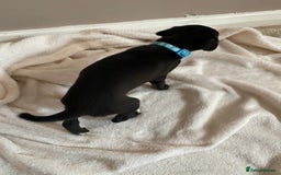 Whippet dogs for sale: 6 stunning whippet puppies  - Image 4