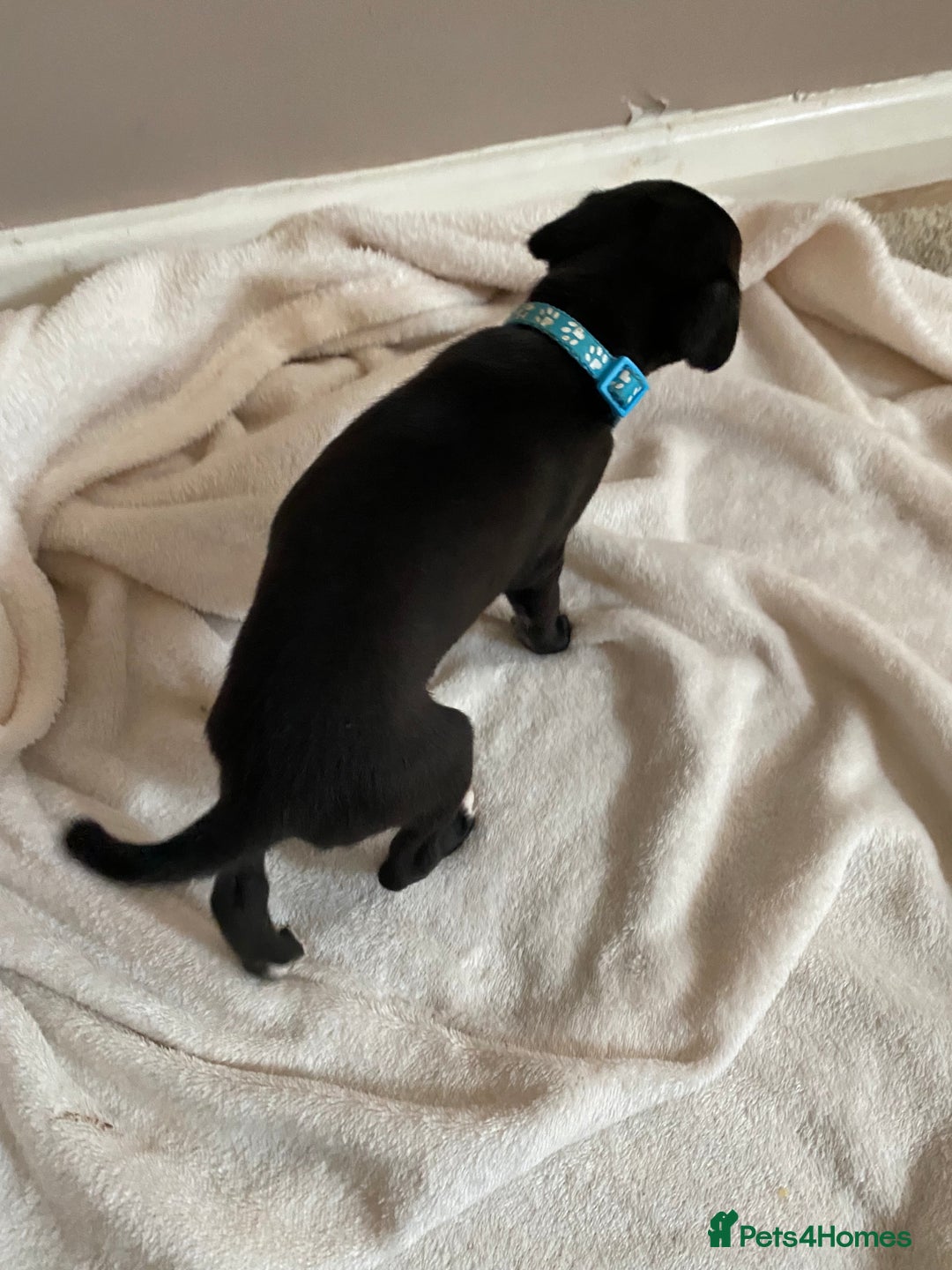 Whippet dogs for sale: 6 stunning whippet puppies  - Image 4