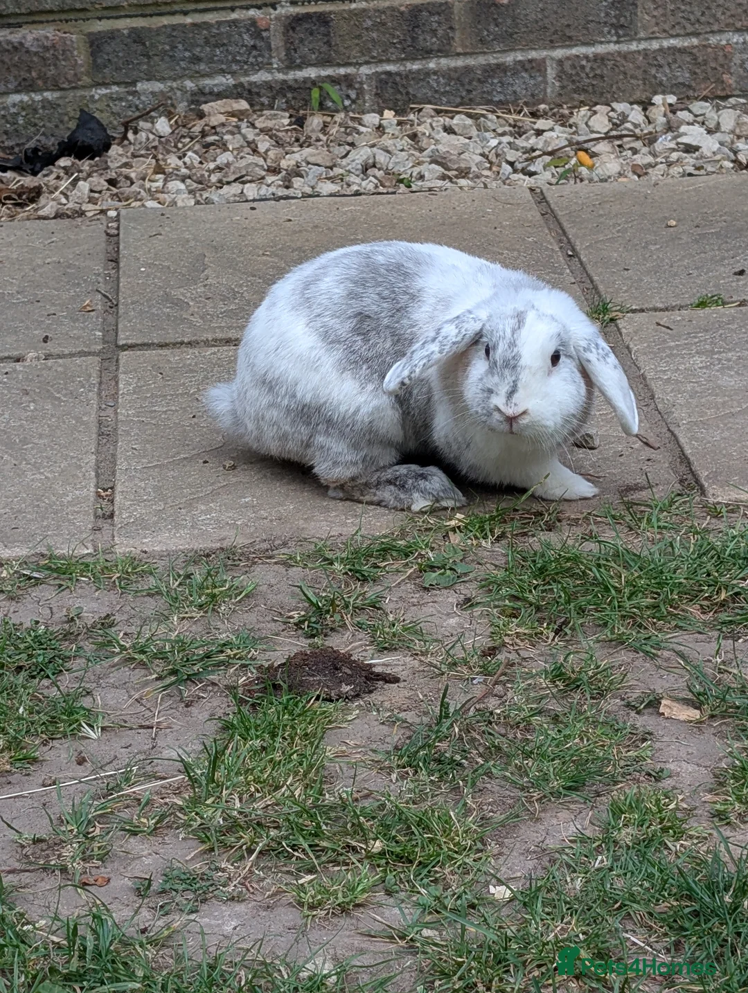 Mixed Breed rabbits for sale: Older buns looking for new homes - Advert 1