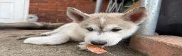 Utonagan dogs for sale: READY TO LEAVE. 3 stunning husky/malamute puppies - Advert 24