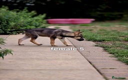 Mixed Breed dogs for sale: Stunning Shepsky Pups! - Image 3