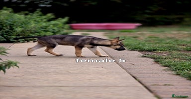Mixed Breed dogs - Advert 5