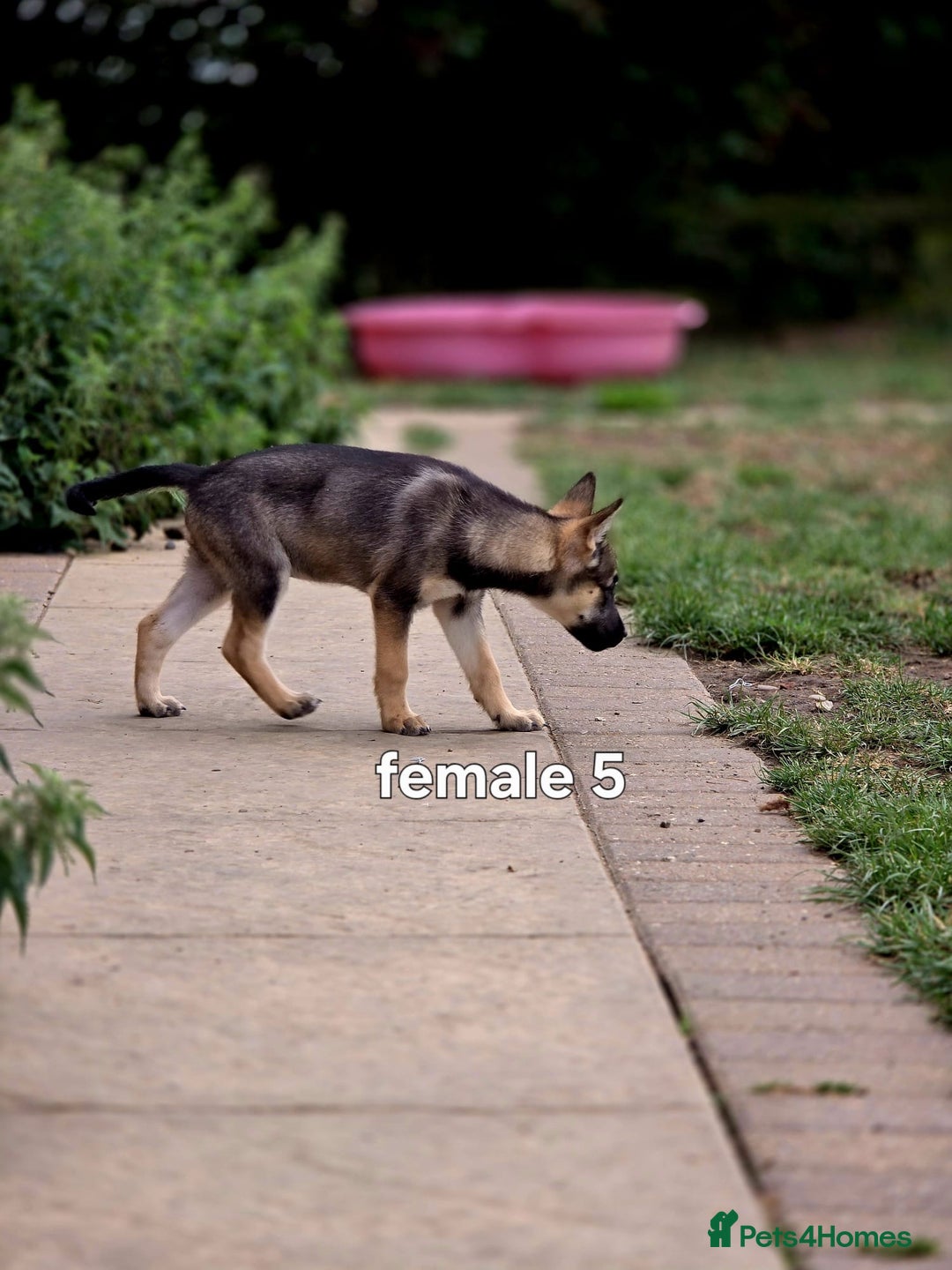 Mixed Breed dogs for sale: Stunning Shepsky Pups! - Image 3