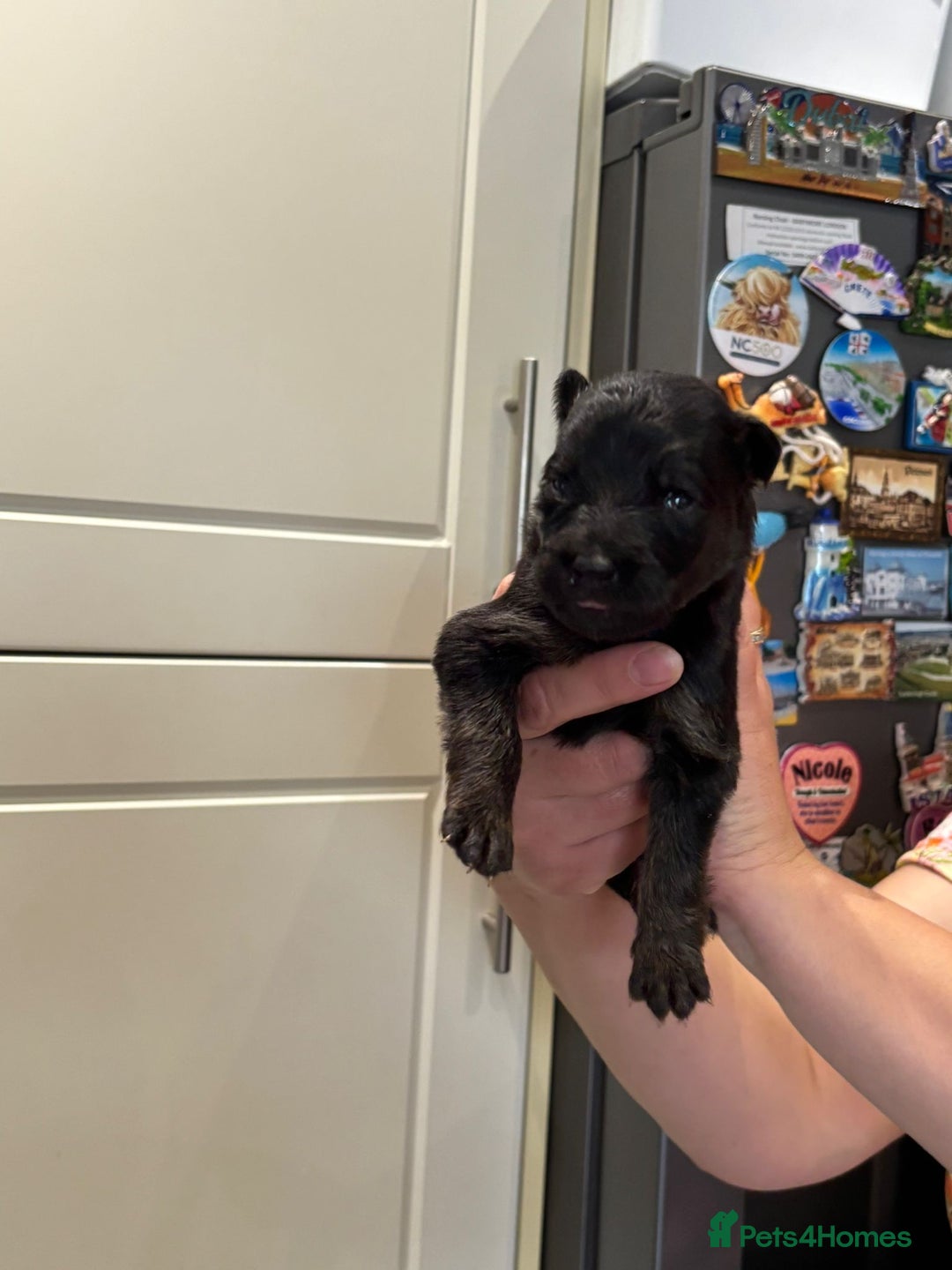 German Shepherd dogs for sale: 11 Cute German Shepherds!  - Image 23