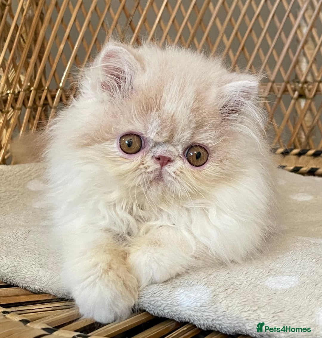Exotic cats for sale: ❤️Stunning Exotic Shorthair & Longhair Kittens❤️  - Image 2