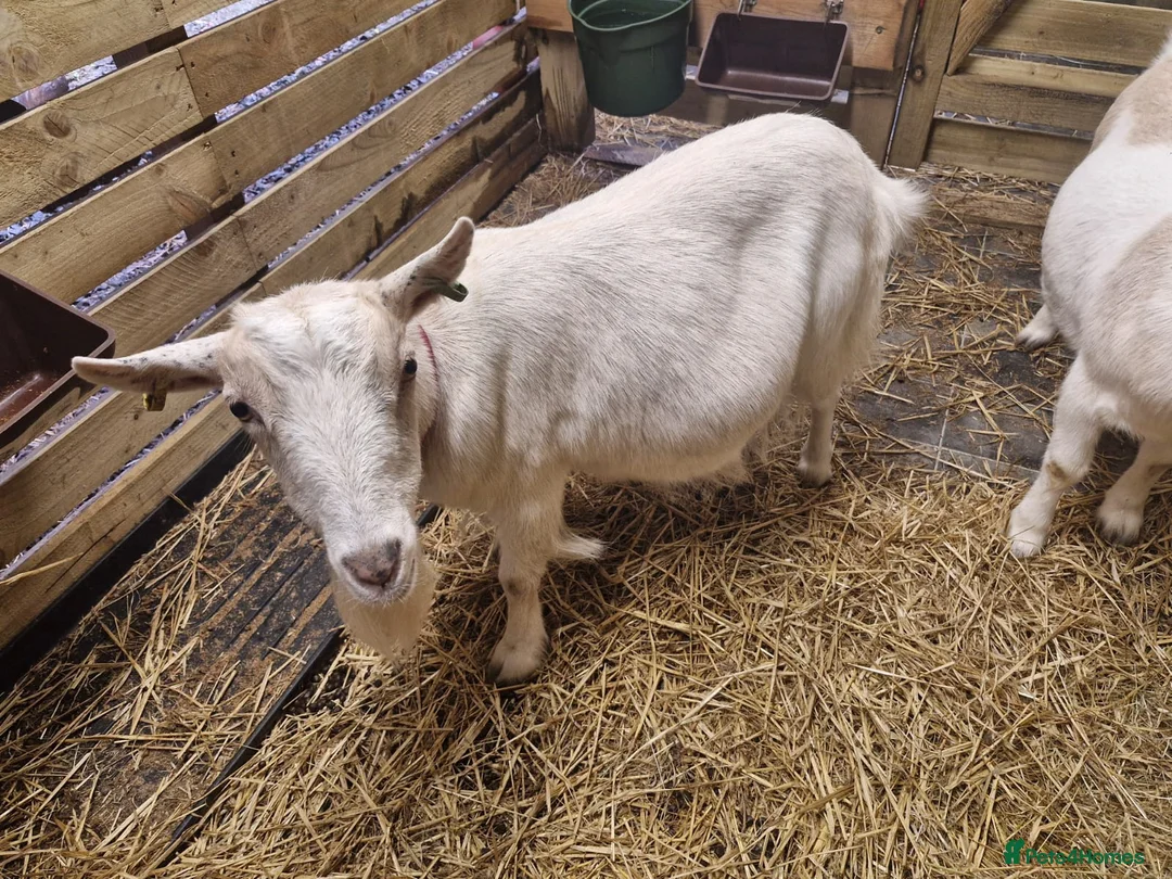 Goats livestock for sale: Mum and son pygmy goats in Helensburgh - Advert 4