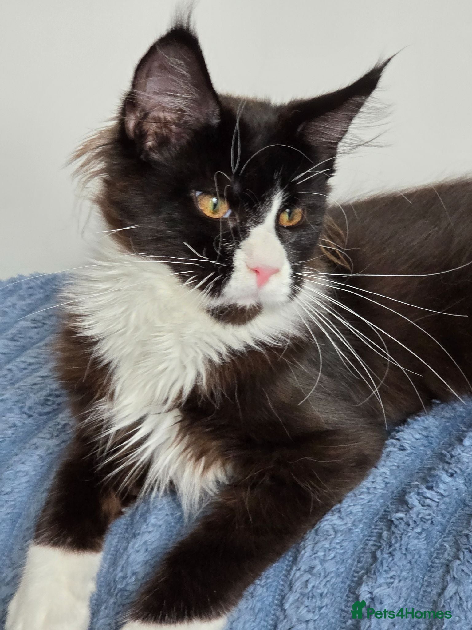 Maine Coon cats Maine Coon kittens, 2 girls , 1 boy  - Advert 2