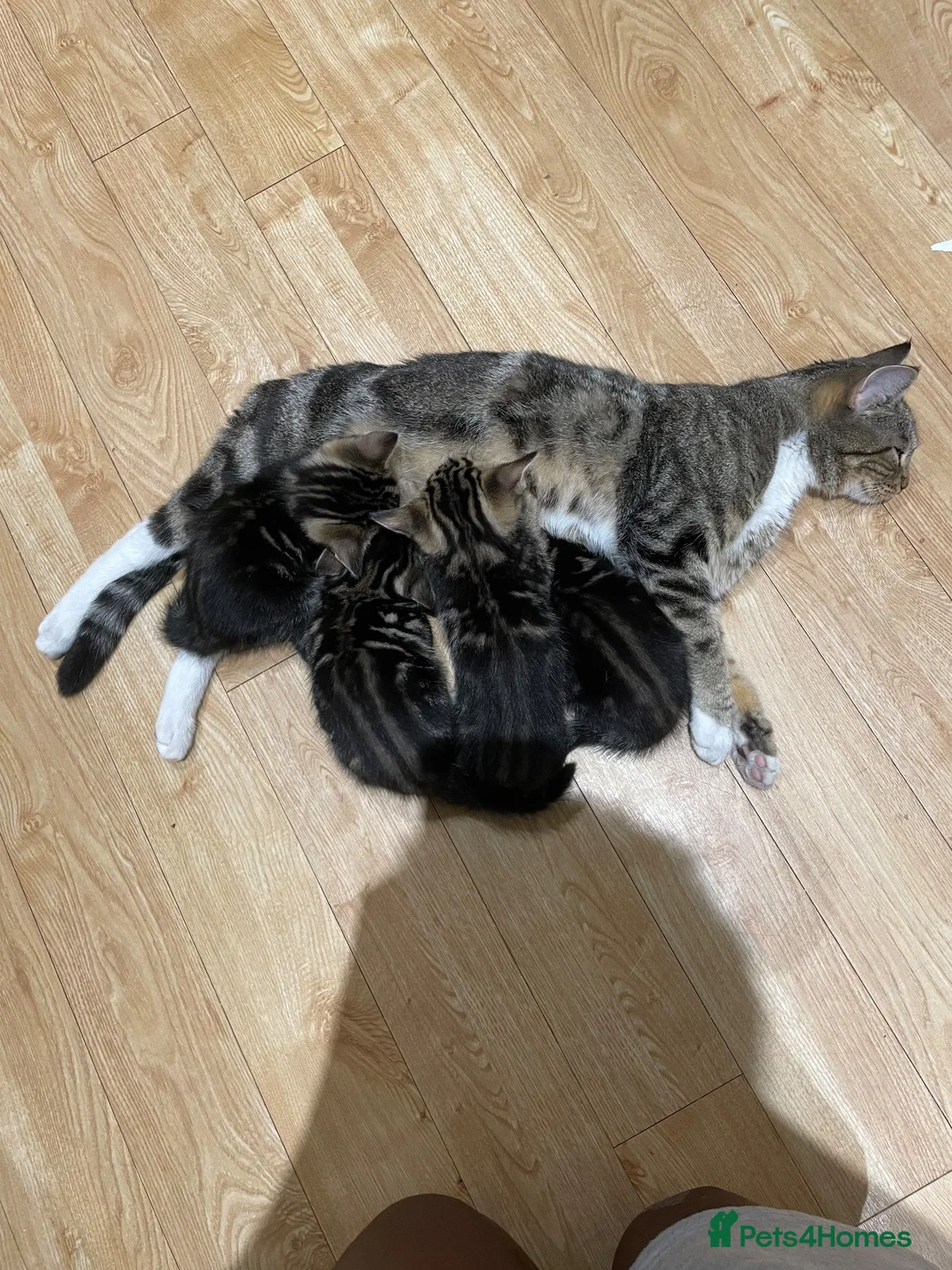 British Shorthair cats for sale: 4 Tigre striped Shorthair in Orpington - Advert 2