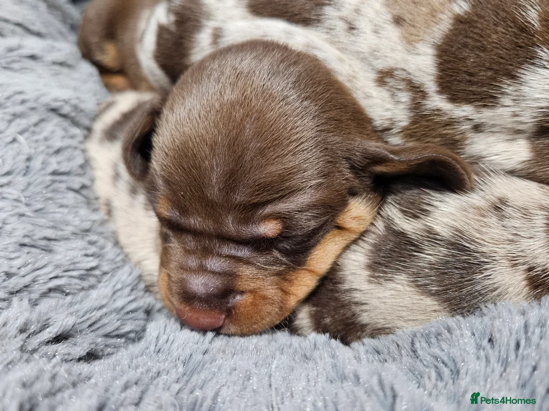 Dachshund dogs for sale: Dachshunds7puppies,only one brown girl left - Advert 16