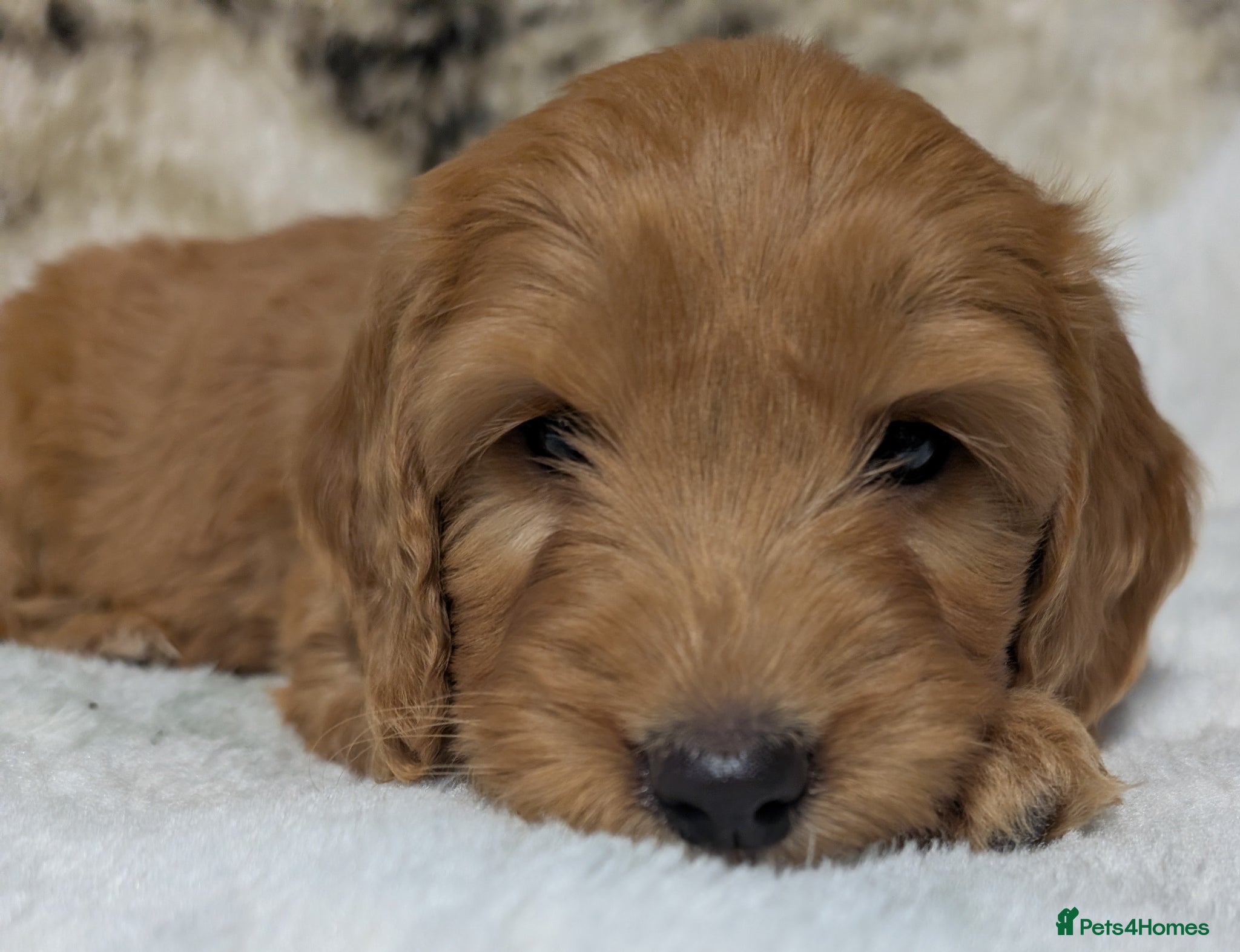Cockapoo dogs Quality F1 Cockapoo puppies, Health tested parents - Advert 2