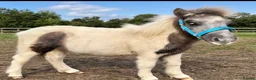 Shetland pony horses for sale: 7 months old colt  in Reading - Advert 4